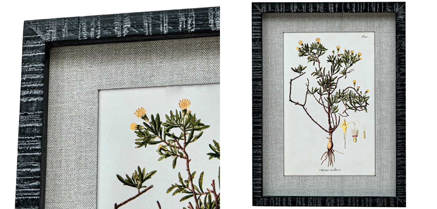 Набор постеров Herbarium Yellow Flowers - фото №1