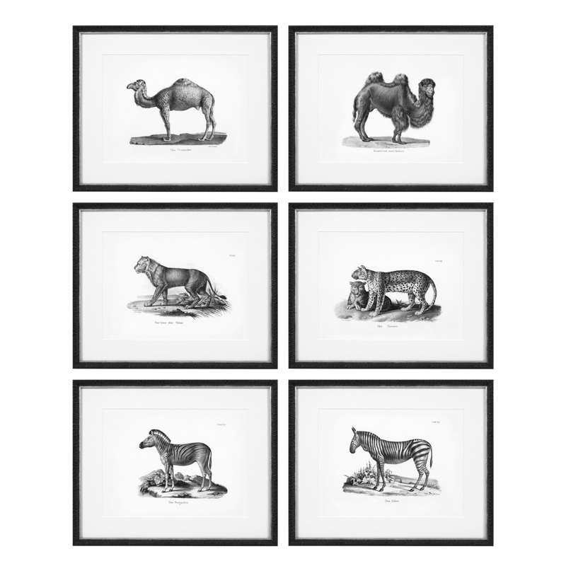 Комплект постеров Eichholtz Prints Historical Animals set of 6 Черный Черно-белый Комплект постеров Eichholtz Prints Historical Animals set of 6 Черный Черно-белый во Владивостоке | Loft Concept
