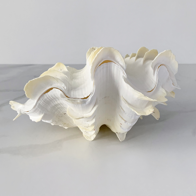 Статуэтка Tridacna Squamosa Shell S Статуэтка Tridacna Squamosa Shell S во Владивостоке | Loft Concept