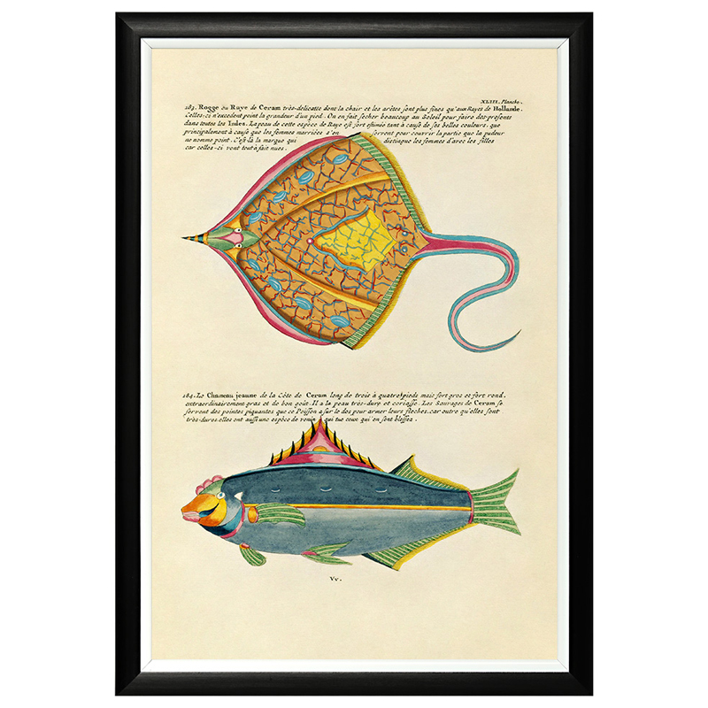 Постер в черной раме Fish Guide 25 Мульти Черный Постер в черной раме Fish Guide 25 Мульти Черный во Владивостоке | Loft Concept