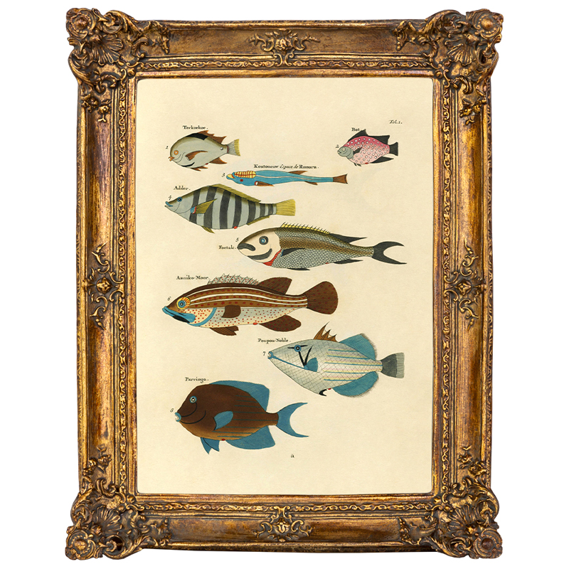 Постер Fish Species в багетной раме Мульти Золотой во Владивостоке | Loft Concept 