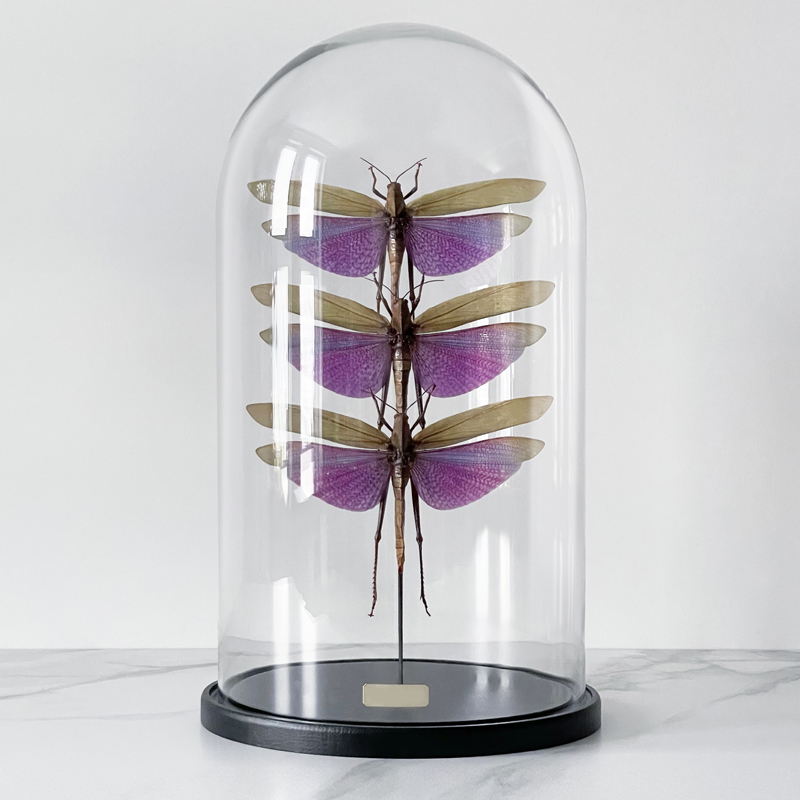 Статуэтка 3 Grasshoppers Titanacris Albipes Glass Cloche Статуэтка 3 Grasshoppers Titanacris Albipes Glass Cloche во Владивостоке | Loft Concept