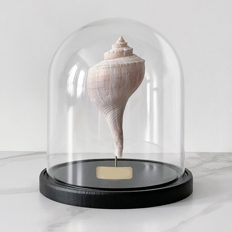 Статуэтка Busycon Canaliculatus Glass Cloche Статуэтка Busycon Canaliculatus Glass Cloche во Владивостоке | Loft Concept