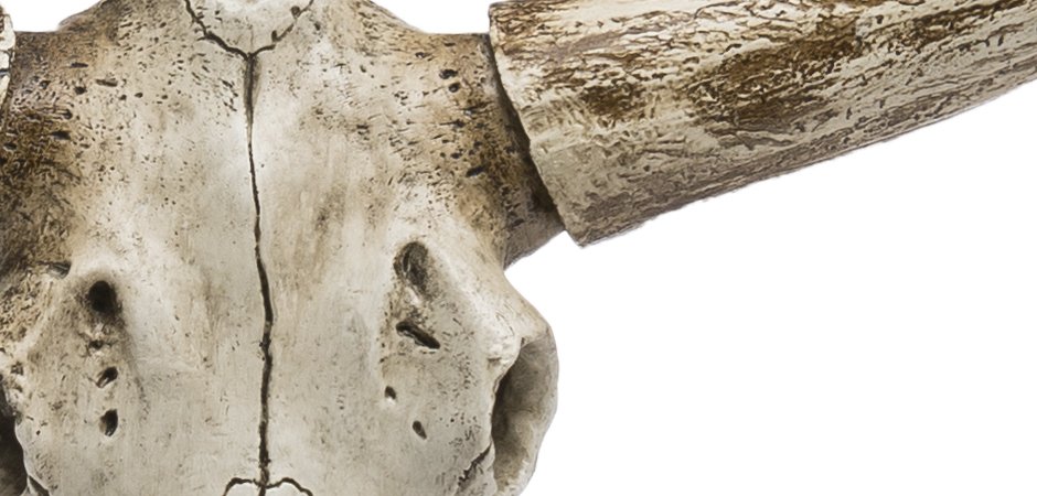 Череп быка Bull Skull Череп быка Bull Skull - Loft-Concept во Владивостоке