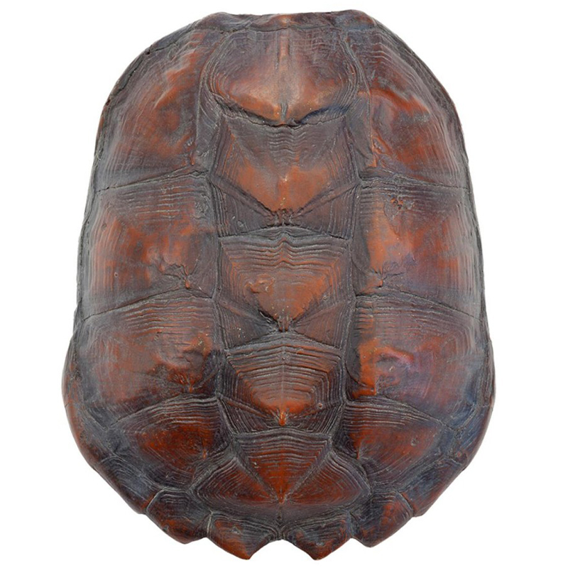 Аксессуар Turtle Shell Big Natural Коричневый во Владивостоке | Loft Concept 