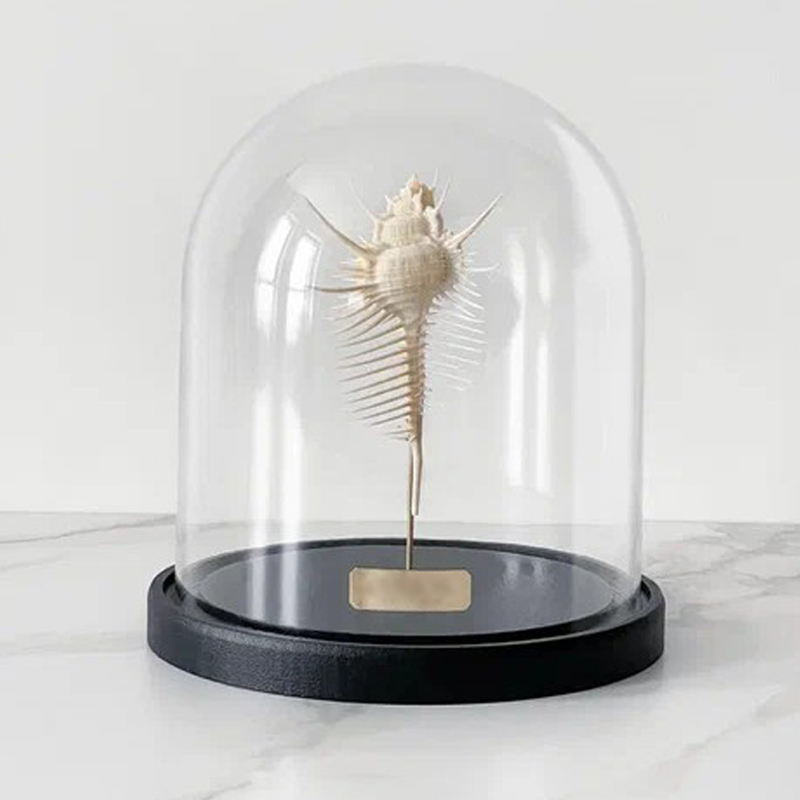 Статуэтка Murex Pecten Glass Cloche Статуэтка Murex Pecten Glass Cloche во Владивостоке | Loft Concept