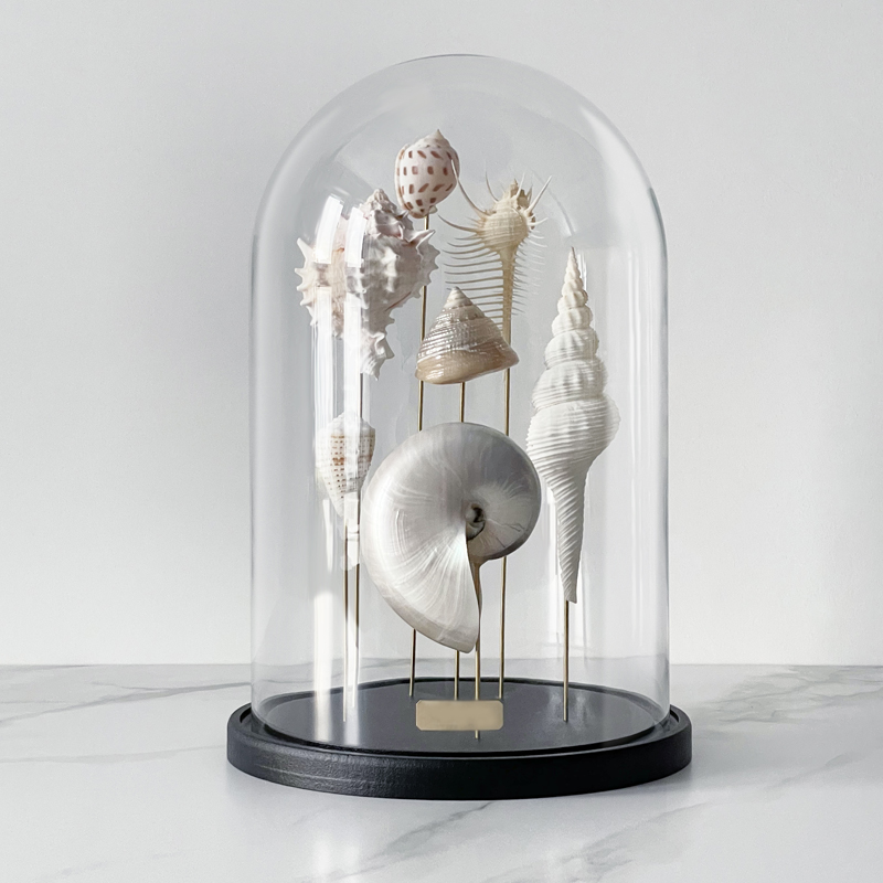 Статуэтка Shell Collection Glass Cloche 1 Статуэтка Shell Collection Glass Cloche 1 во Владивостоке | Loft Concept