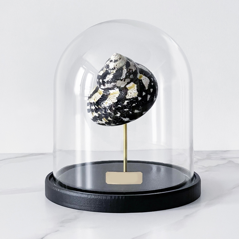 Статуэтка Turbo Cittarium Pica Glass Cloche  во Владивостоке | Loft Concept 