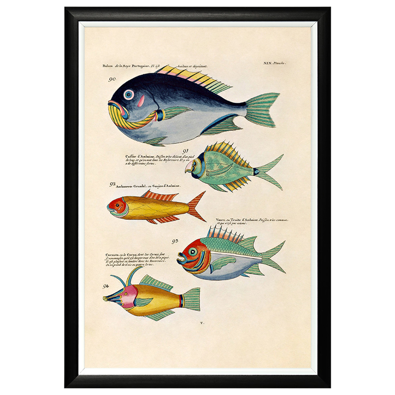 Постер в черной раме Fish Guide 12 Мульти Черный Постер в черной раме Fish Guide 12 Мульти Черный во Владивостоке | Loft Concept