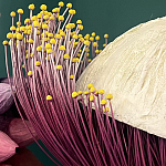 Статуэтка фантастический фрукт Exotic Tropical Fruit orange and white 67 варинант исполнения - 2 | Loft Concept во Владивостоке