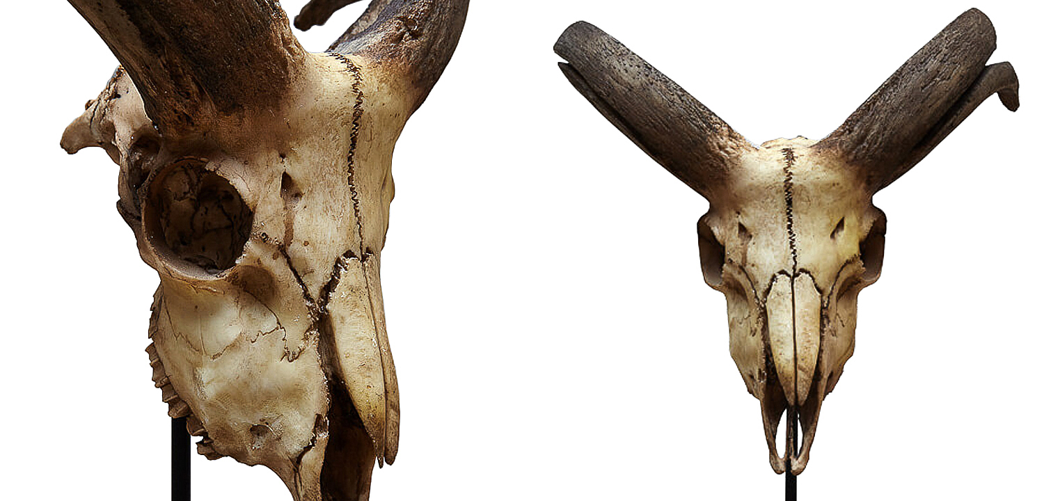 Аксессуар Goat Skull Аксессуар Goat Skull - Loft-Concept во Владивостоке