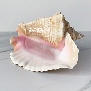 Статуэтка Strombus Gigas Shell