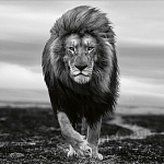 Книга Beusker. Look into my Eyes варинант исполнения - 7 | Loft Concept во Владивостоке