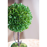 Декоративный искусственное растение Single boxwood варинант исполнения - 7 | Loft Concept во Владивостоке