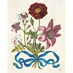 Книга цветов 22 постера Maria Sibylla Merian: 22 Pull-Out Posters варинант исполнения - 3 | Loft Concept во Владивостоке