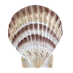 Фигурка из фарфора в виде ракушки морского гребешка Marine Tridacna варинант исполнения - 1 | Loft Concept во Владивостоке