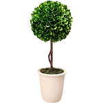 Декоративный искусственное растение Single boxwood варинант исполнения - 1 | Loft Concept во Владивостоке