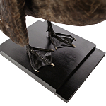 Настоящее чучело черного лебедя Black Swan варинант исполнения - 4 | Loft Concept во Владивостоке