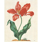 Книга цветов 22 постера Maria Sibylla Merian: 22 Pull-Out Posters варинант исполнения - 5 | Loft Concept во Владивостоке