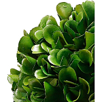 Декоративный искусственное растение Square boxwood варинант исполнения - 2 | Loft Concept во Владивостоке