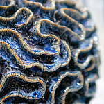 Настольная лампа Синий коралл Blue Brain Coral варинант исполнения - 3 | Loft Concept во Владивостоке