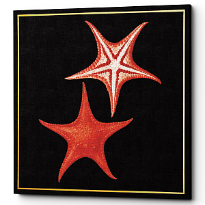 Постер Sea Stars Poster