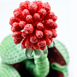 Дизайнерская статуэтка для интерьера Tropical Fruit Pandora 16 варинант исполнения - 1 | Loft Concept во Владивостоке