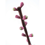 Статуэтка тропический фрукт Pandora Tropical Fruit Tall Pink Green варинант исполнения - 1 | Loft Concept во Владивостоке