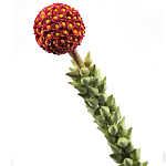 Статуэтка тропический фрукт  Tropical Fruit High Orange варинант исполнения - 2 | Loft Concept во Владивостоке