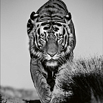 Книга Beusker. Look into my Eyes варинант исполнения - 6 | Loft Concept во Владивостоке