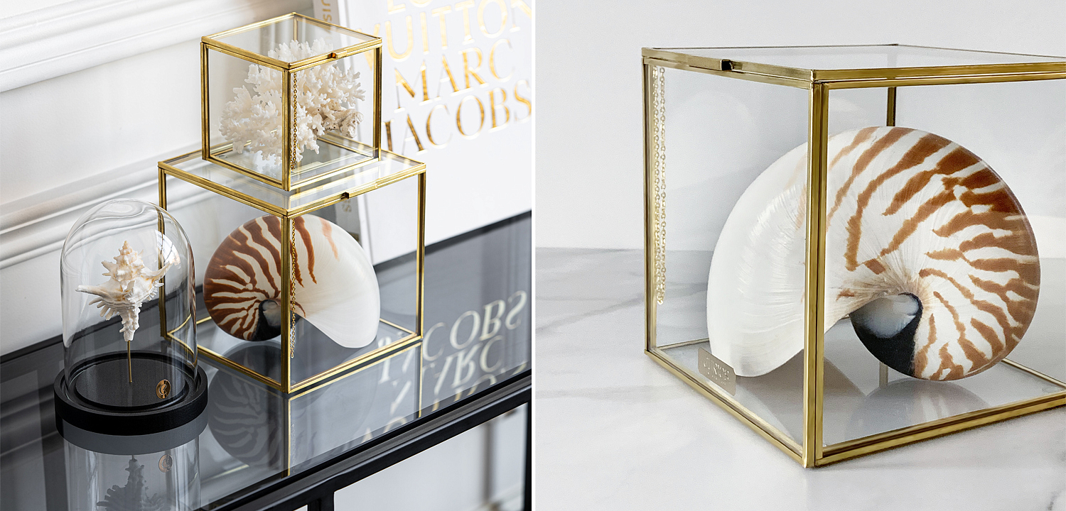 Статуэтка Nautilus Pompilius Glass Box M Статуэтка Nautilus Pompilius Glass Box M - Loft-Concept во Владивостоке