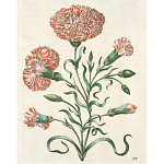 Книга цветов 22 постера Maria Sibylla Merian: 22 Pull-Out Posters варинант исполнения - 4 | Loft Concept во Владивостоке