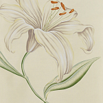 Обои ручная роспись Lilium Special Colourway on Ivory dyed silk варинант исполнения - 2 | Loft Concept во Владивостоке
