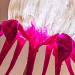 Торшер фуксия «Цветы из снов»  варинант исполнения - 4 | Loft Concept во Владивостоке