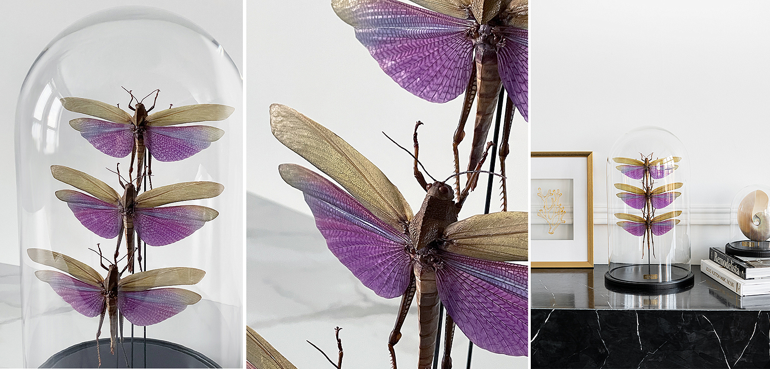 Статуэтка 3 Grasshoppers Titanacris Albipes Glass Cloche Статуэтка 3 Grasshoppers Titanacris Albipes Glass Cloche - Loft-Concept во Владивостоке