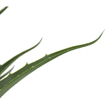 Декоративный искусственное растение Medium Aloe варинант исполнения - 2 | Loft Concept во Владивостоке