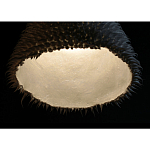 Светильник Acus варинант исполнения - 3 | Loft Concept во Владивостоке