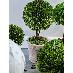 Декоративный искусственное растение Single boxwood варинант исполнения - 3 | Loft Concept во Владивостоке