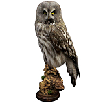 Чучело Совы таксидермия варинант исполнения - 1 | Loft Concept во Владивостоке