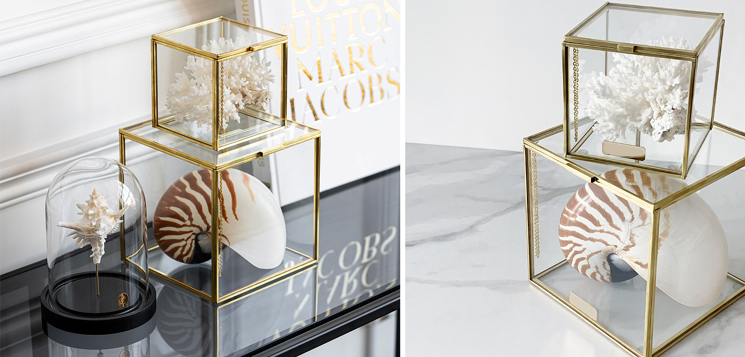 Комплект статуэток Natural Coral & Nautilus Pompilius Glass Box Комплект статуэток Natural Coral & Nautilus Pompilius Glass Box - Loft-Concept во Владивостоке