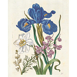 Книга цветов 22 постера Maria Sibylla Merian: 22 Pull-Out Posters варинант исполнения - 6 | Loft Concept во Владивостоке