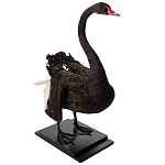 Настоящее чучело черного лебедя Black Swan варинант исполнения - 5 | Loft Concept во Владивостоке