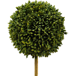 Декоративный искусственное растение Boxwood One варинант исполнения - 2 | Loft Concept во Владивостоке