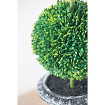 Декоративный искусственное растение Double boxwood варинант исполнения - 6 | Loft Concept во Владивостоке