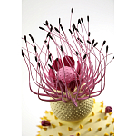 Статуэтка тропический фрукт Pandora Tropical Fruit Light Yellow Pink Flower варинант исполнения - 1 | Loft Concept во Владивостоке