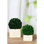 Декоративный искусственное растение Square boxwood варинант исполнения - 4 | Loft Concept во Владивостоке