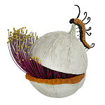 Статуэтка фантастический фрукт Exotic Tropical Fruit orange and white 67 варинант исполнения - 4 | Loft Concept во Владивостоке