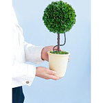 Декоративный искусственное растение Single boxwood варинант исполнения - 8 | Loft Concept во Владивостоке