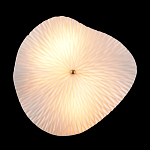 Бра в форме лепестка с рельефной текстурой FLOW варинант исполнения - 3 | Loft Concept во Владивостоке