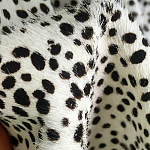 Мебельная ткань Искусственный мех  белый леопард 90 см T5-3 варинант исполнения - 3 | Loft Concept во Владивостоке